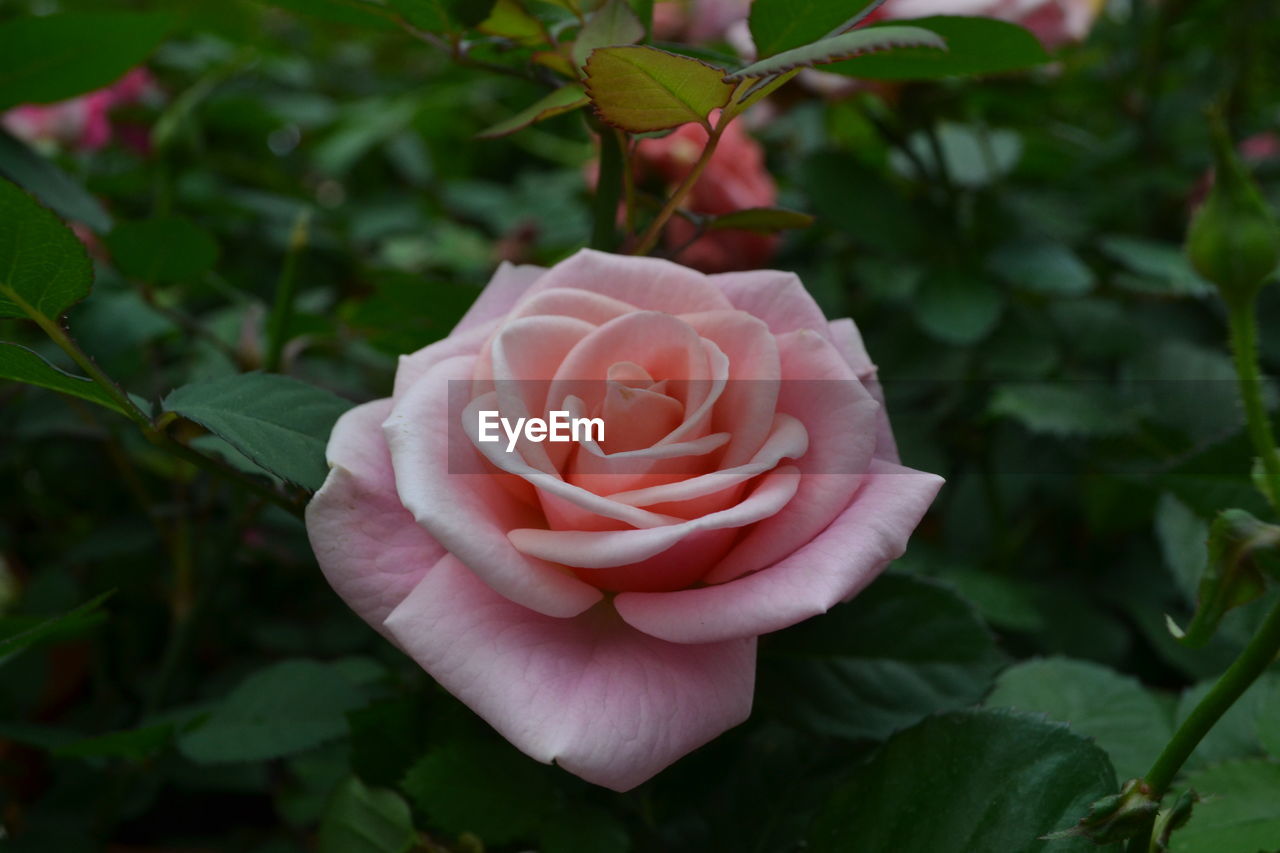 Close-up of pink rose