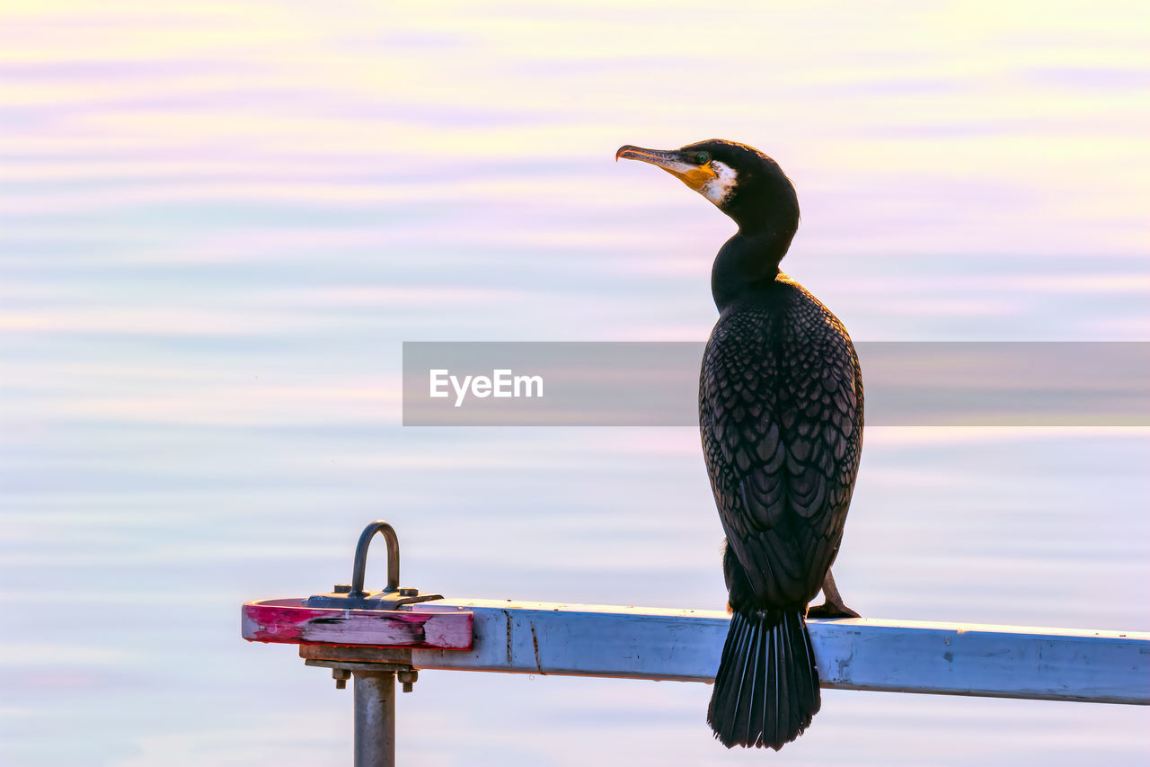 Rear view of cormorant perching by lake