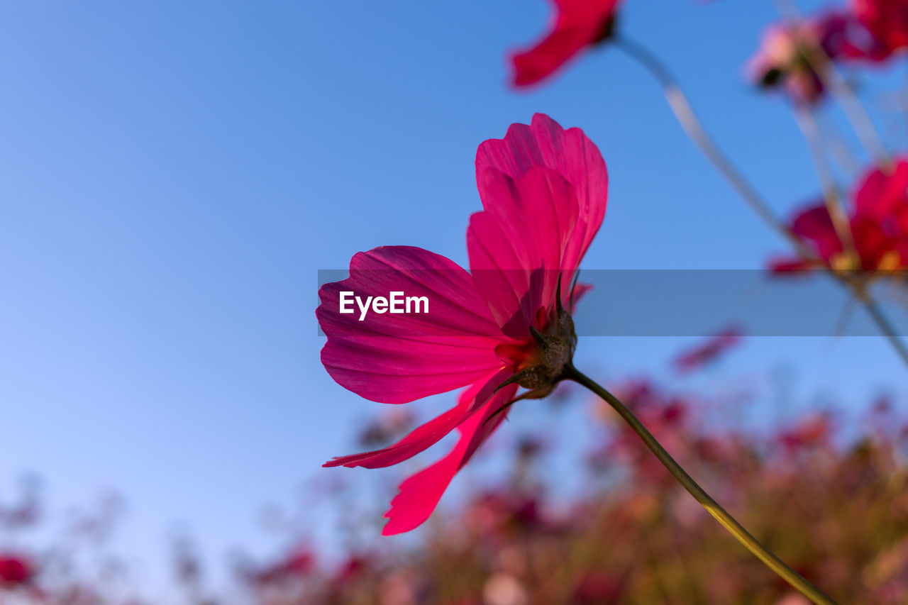 Low angle view of orange flower comos