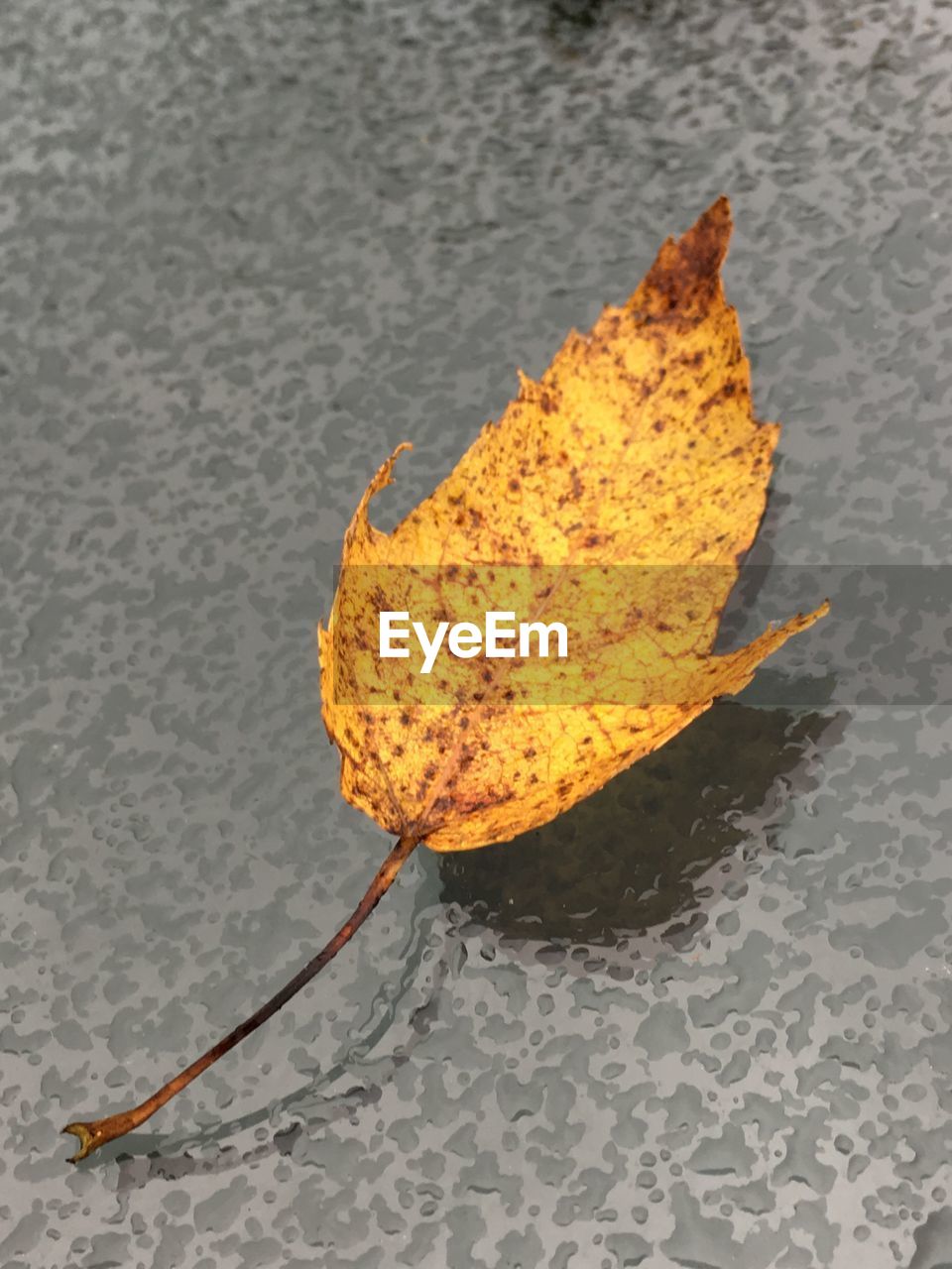 CLOSE-UP OF YELLOW LEAF IN SAND