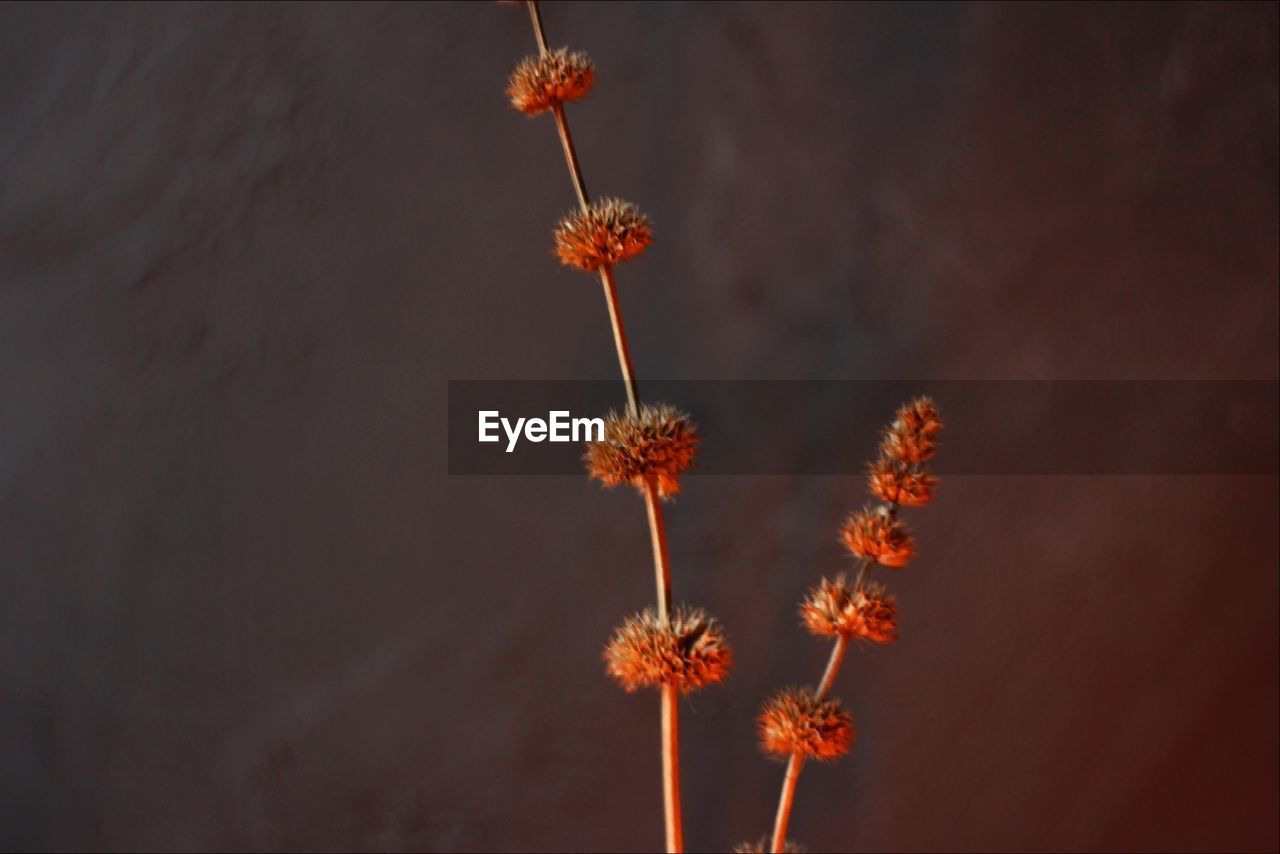 CLOSE-UP OF WILTED PLANT