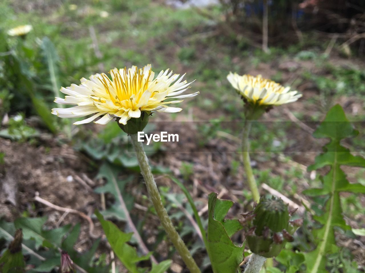 Close-up of yellow flowers blooming on field