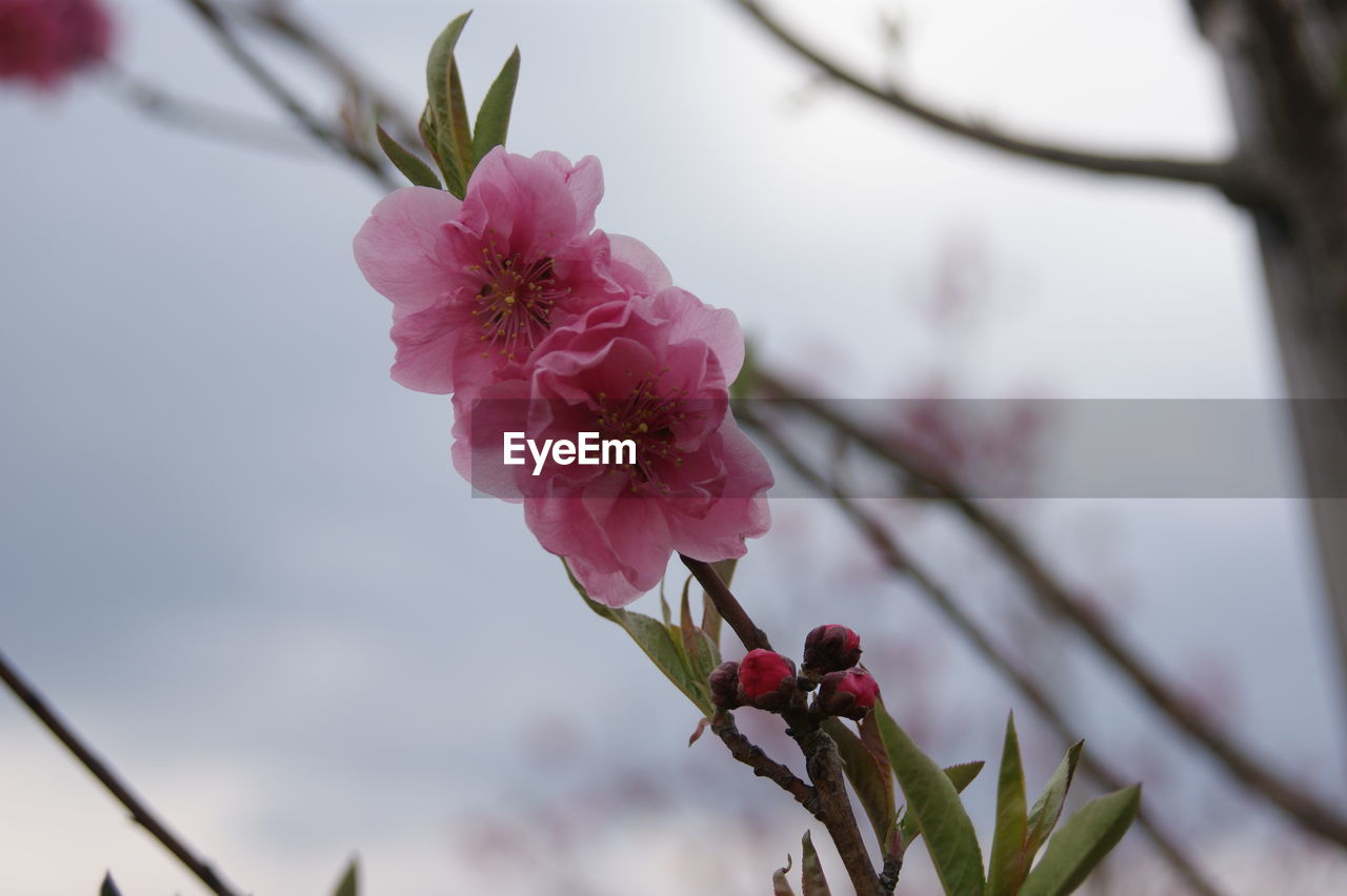 CLOSE-UP OF PINK CHERRY BLOSSOMS ON TREE