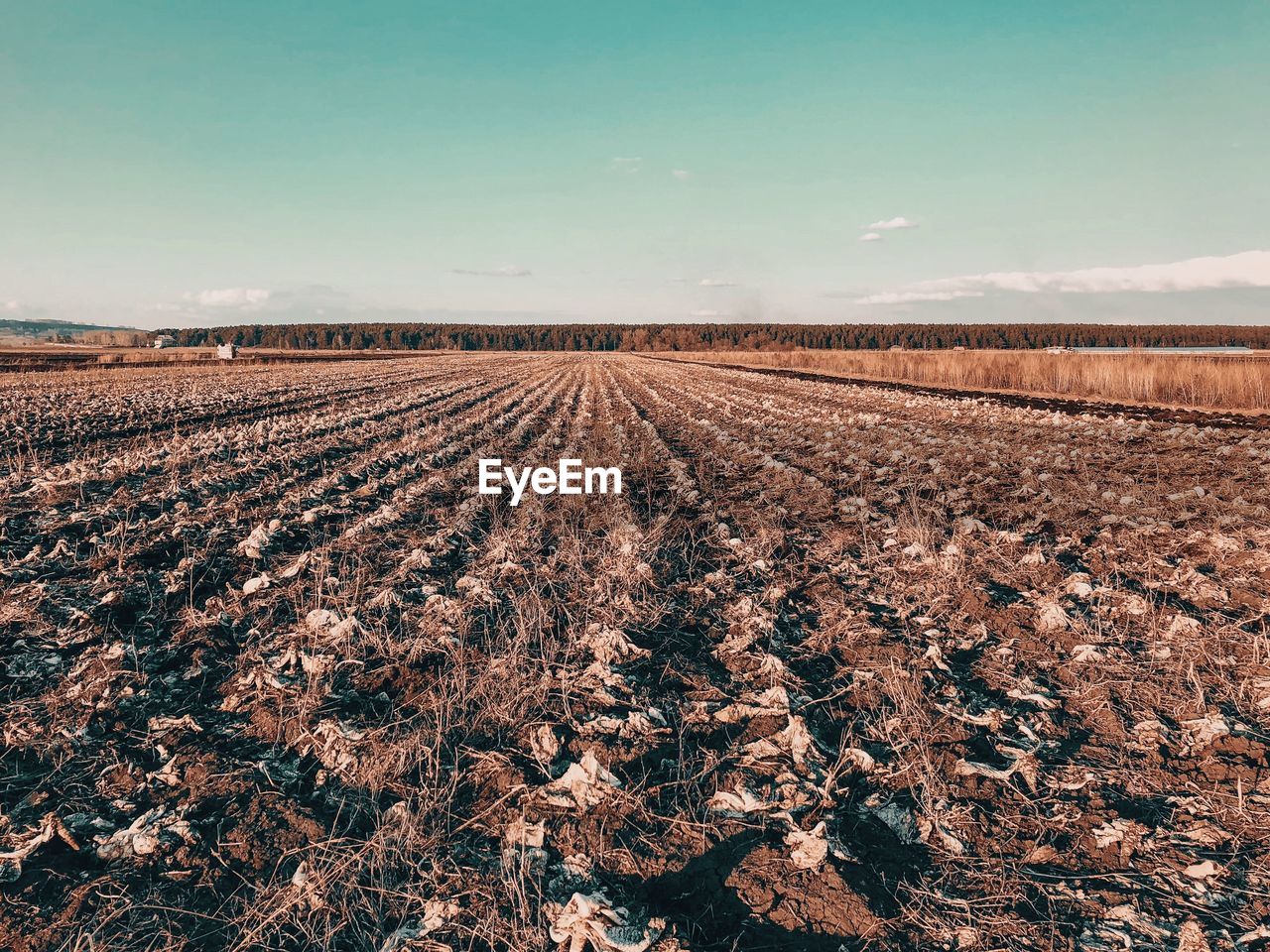 SCENIC VIEW OF FARM AGAINST SKY