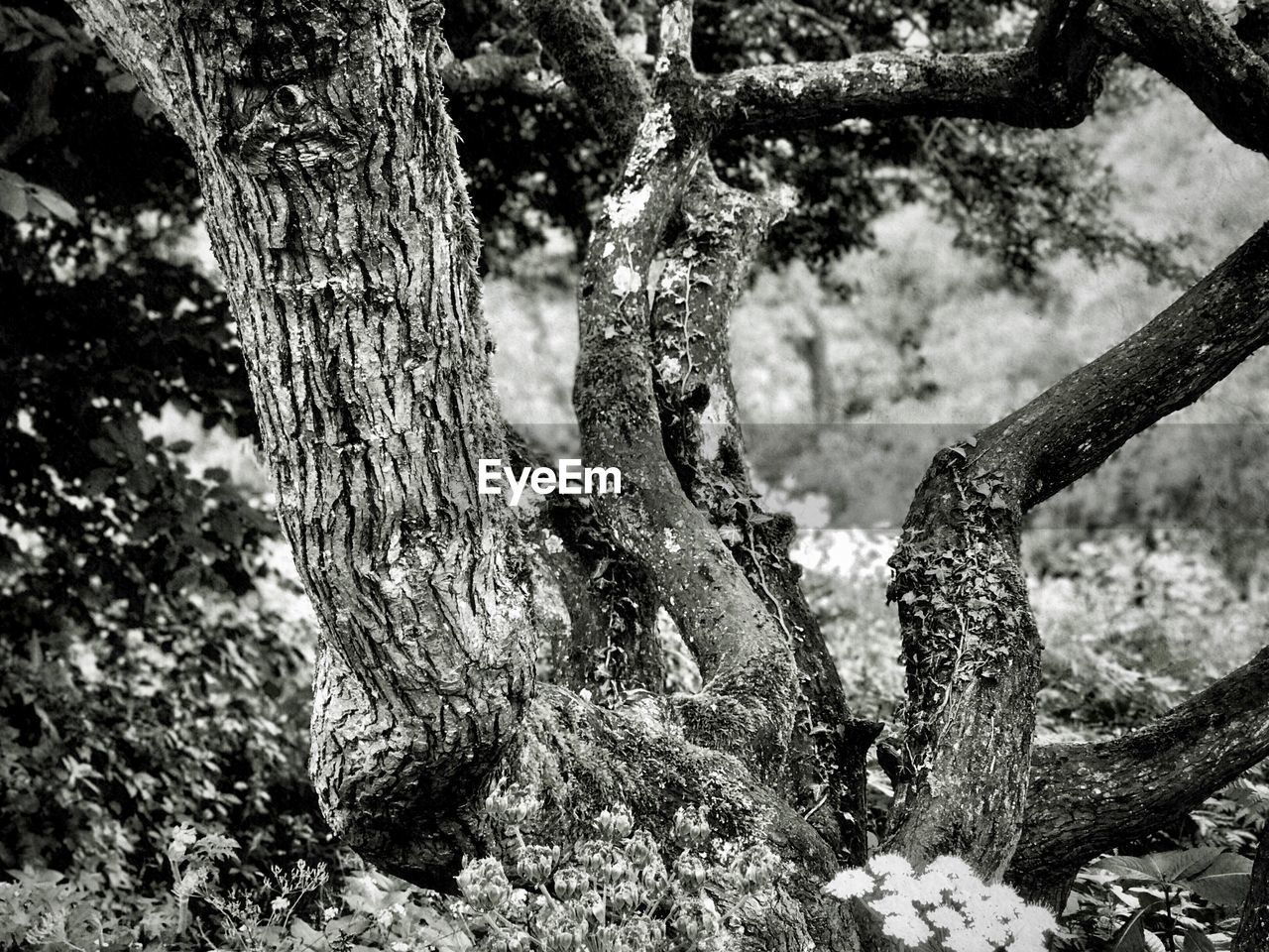 Close-up of tree trunk in forest