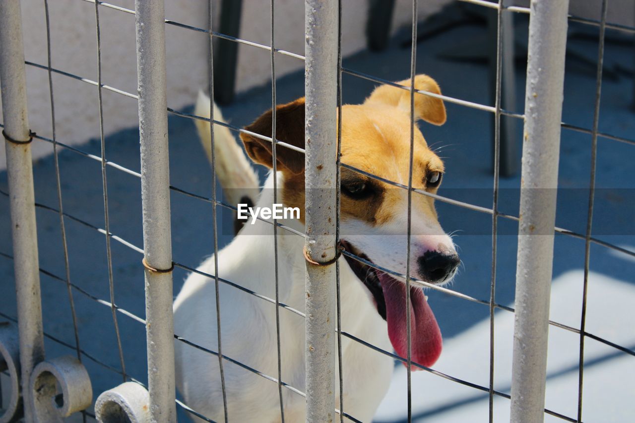 pet, one animal, animal, animal themes, animal shelter, mammal, dog, domestic animals, canine, blue, cage, no people, puppy, trapped, dog crate, animal body part, looking, fence