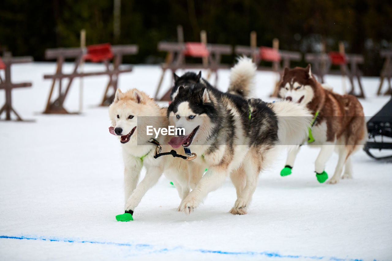 Running husky dog on sled dog racing. winter dog sport sled team competition. siberian husky dogs