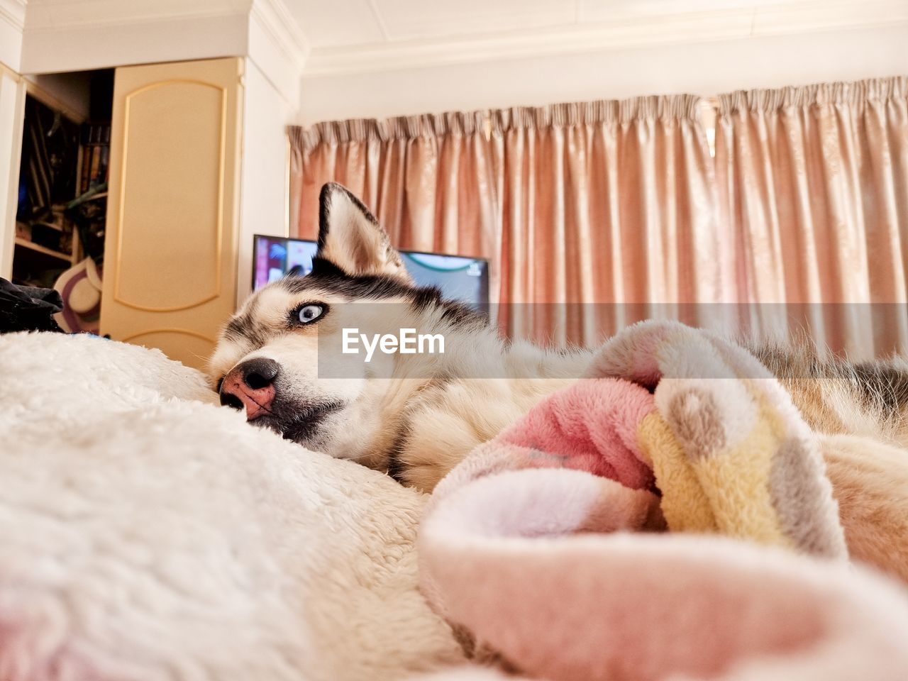 Close-up of husky dog