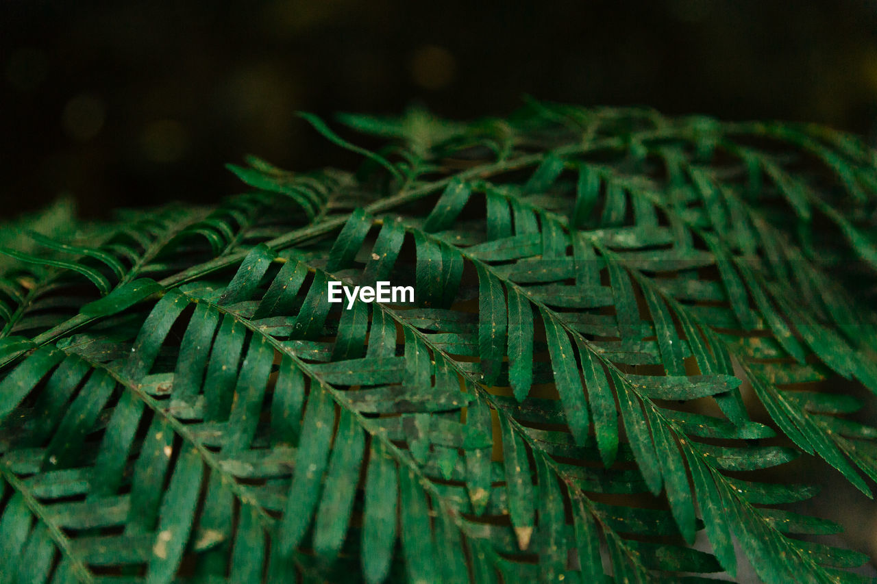 Close-up of fern leaves