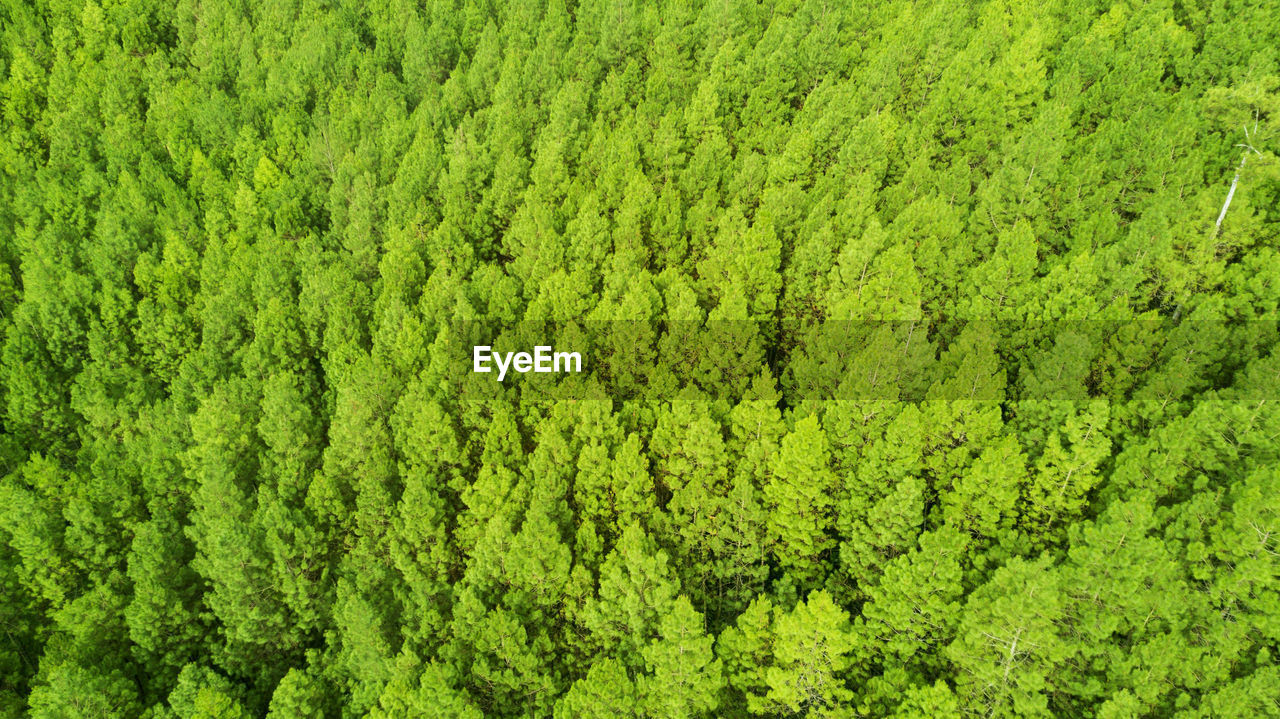 HIGH ANGLE VIEW OF GREEN LEAVES ON LAND