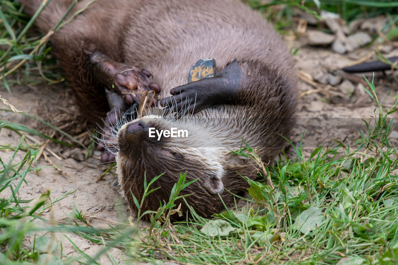 Portrait of an asian small clawed otter lying on the ground while playing with a stone