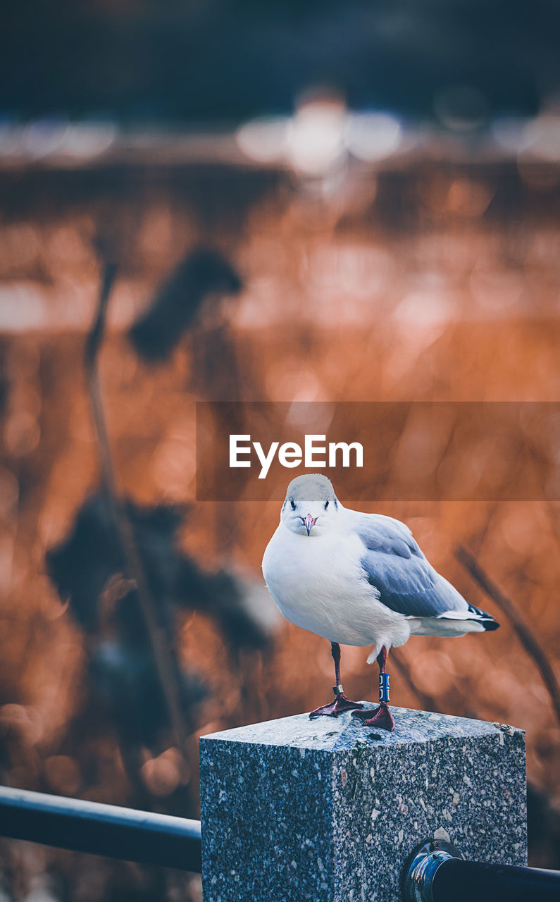 Close-up of seagull perching on railing outdoors