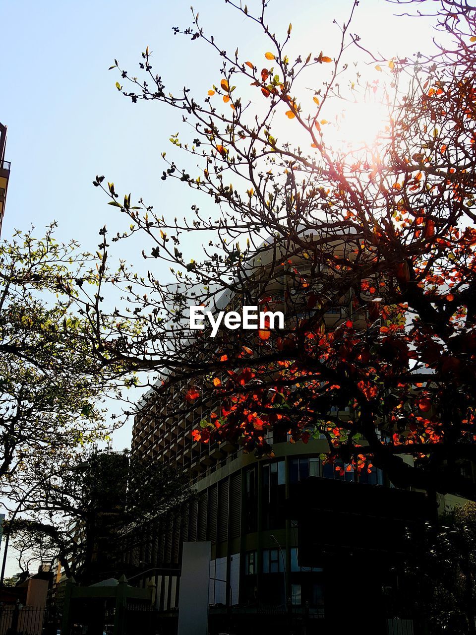 LOW ANGLE VIEW OF TREE AGAINST SKY