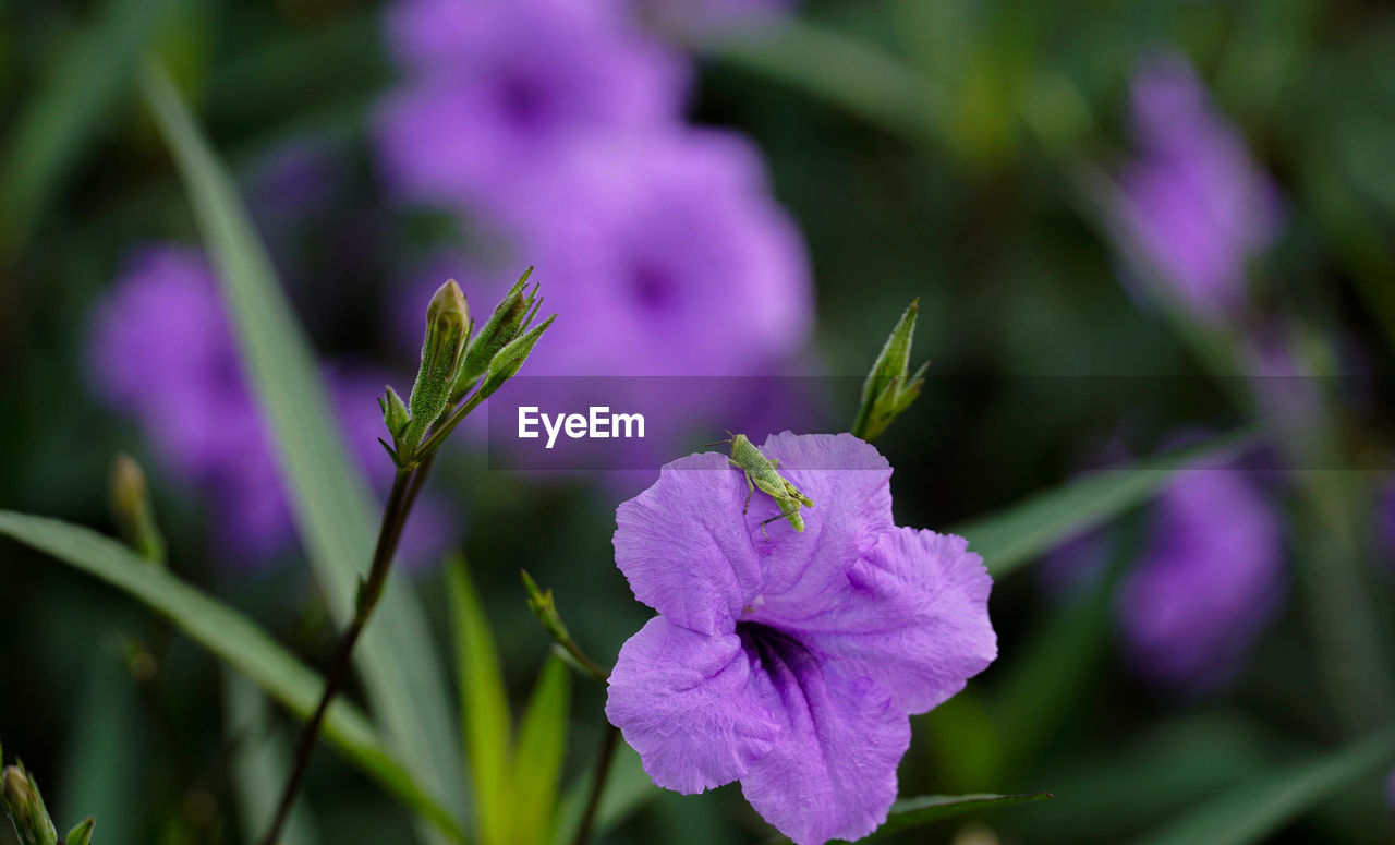 CLOSE-UP OF PURPLE FLOWER