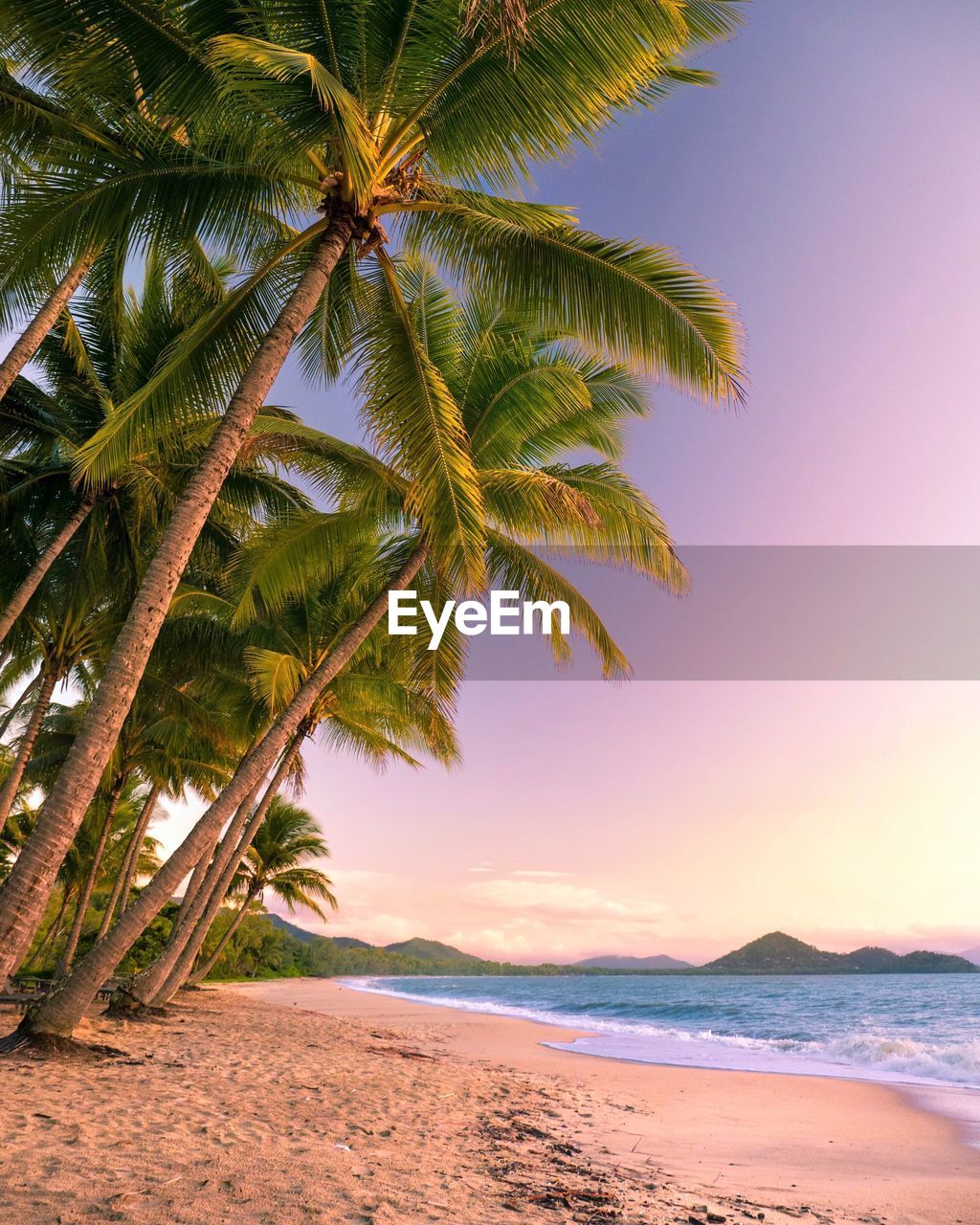 Palm trees on beach