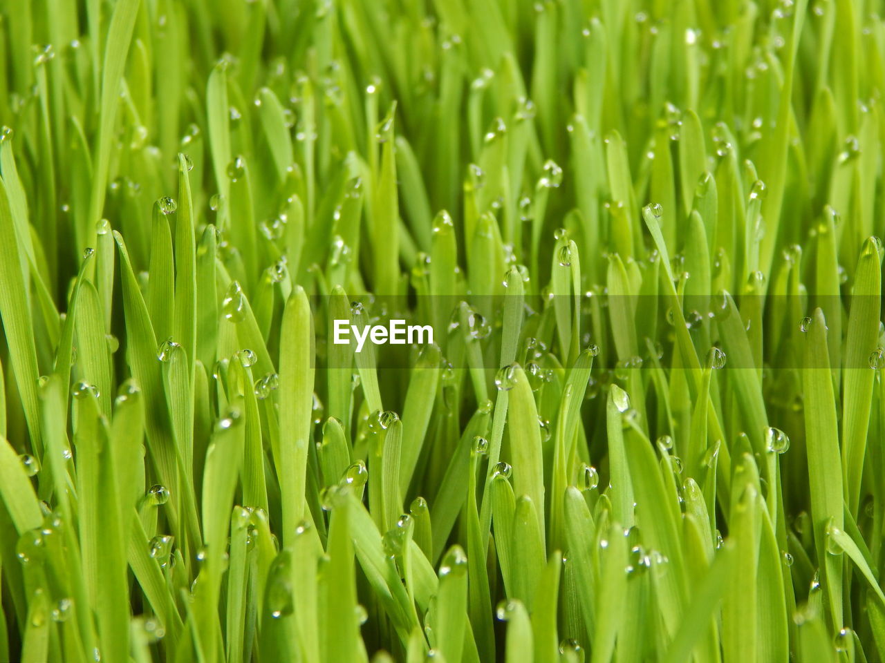 Full frame shot of wet grass on field