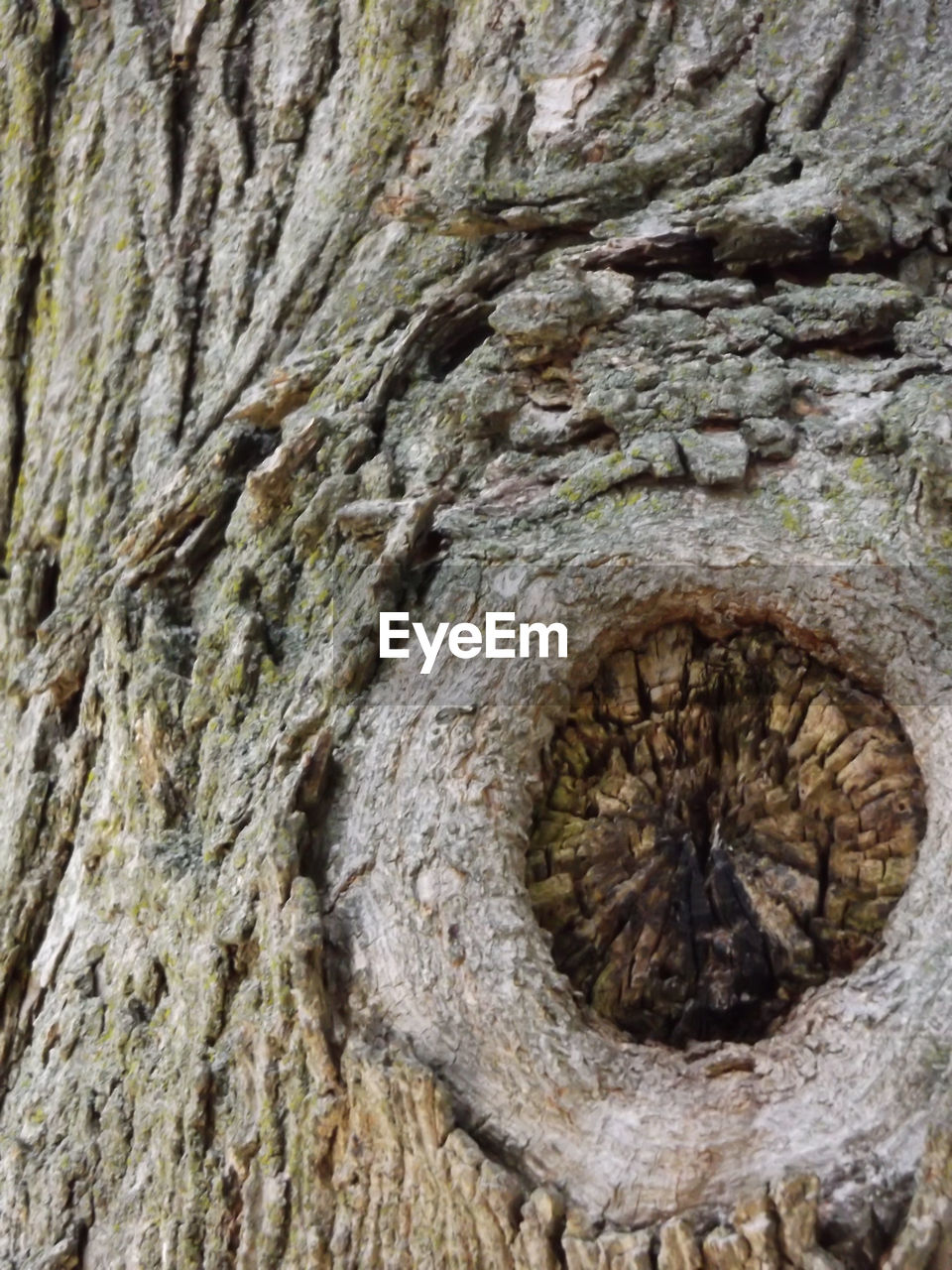 FULL FRAME SHOT OF WOODEN TREE TRUNK