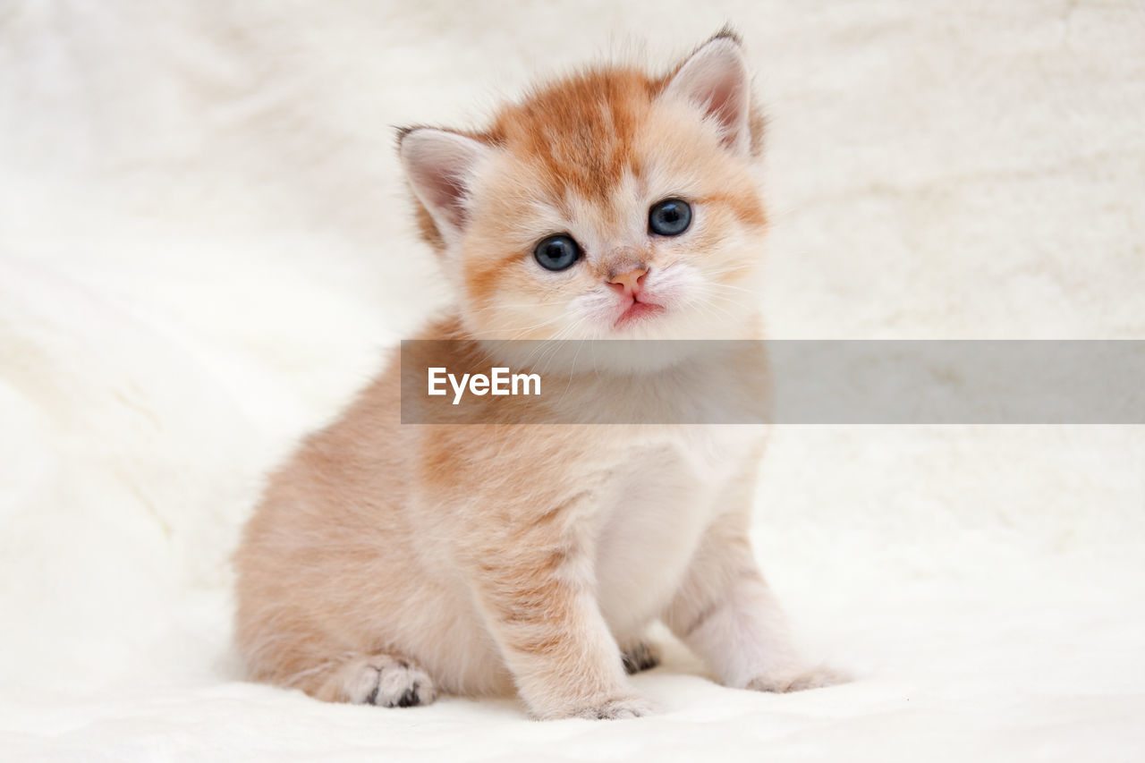 Female british shorthair cat bri ny 25 black golden ticked color