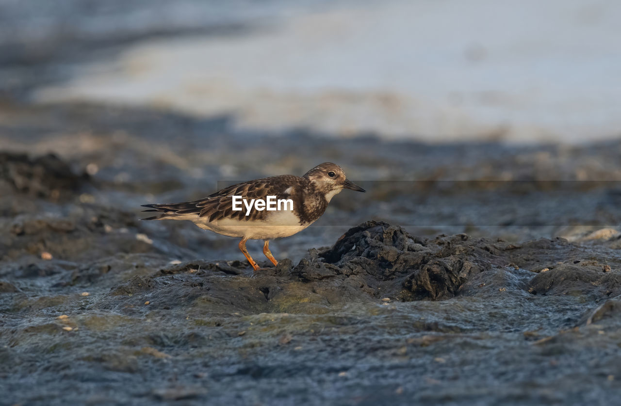 close-up of bird on shore