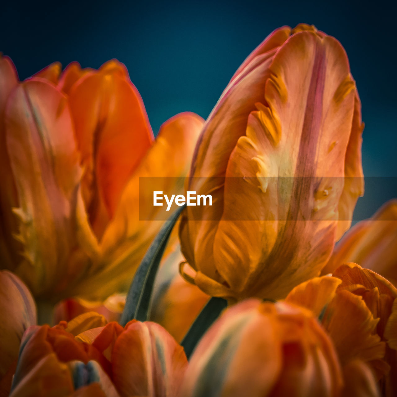 Close-up of day lily blooming outdoors