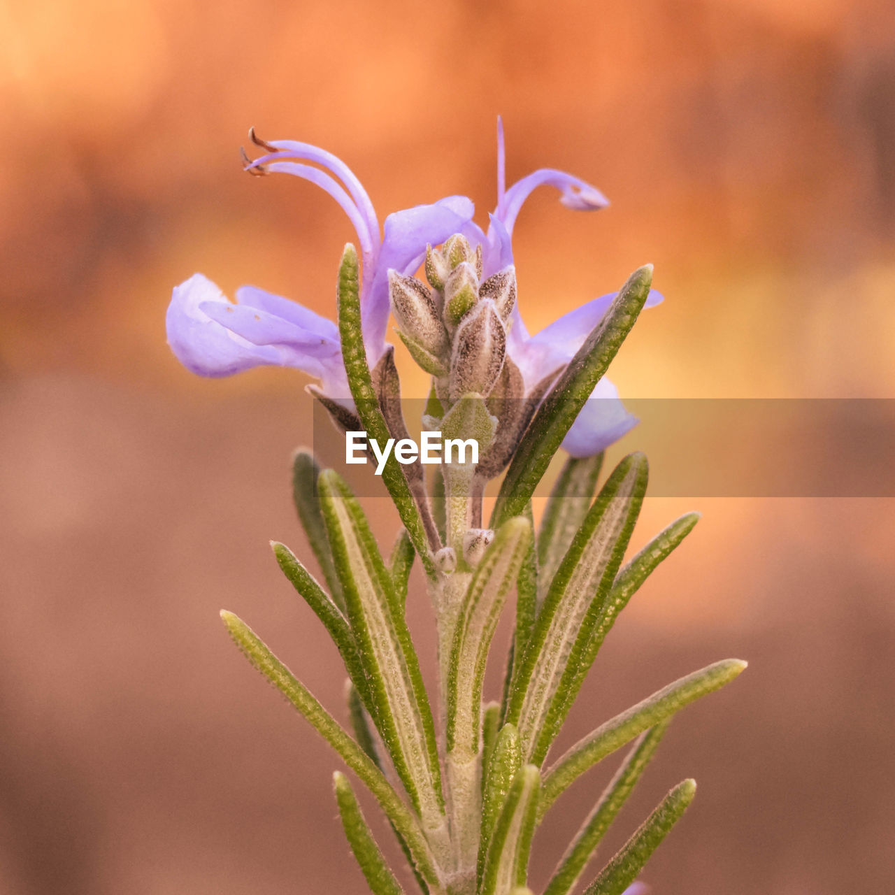 Close-up of purple flowering plant