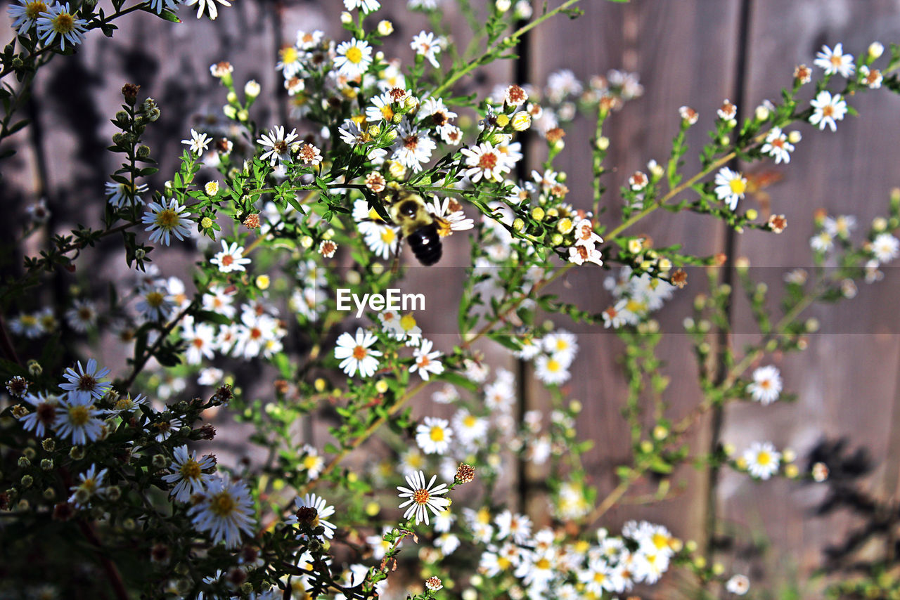 CLOSE-UP OF FLOWER TREE