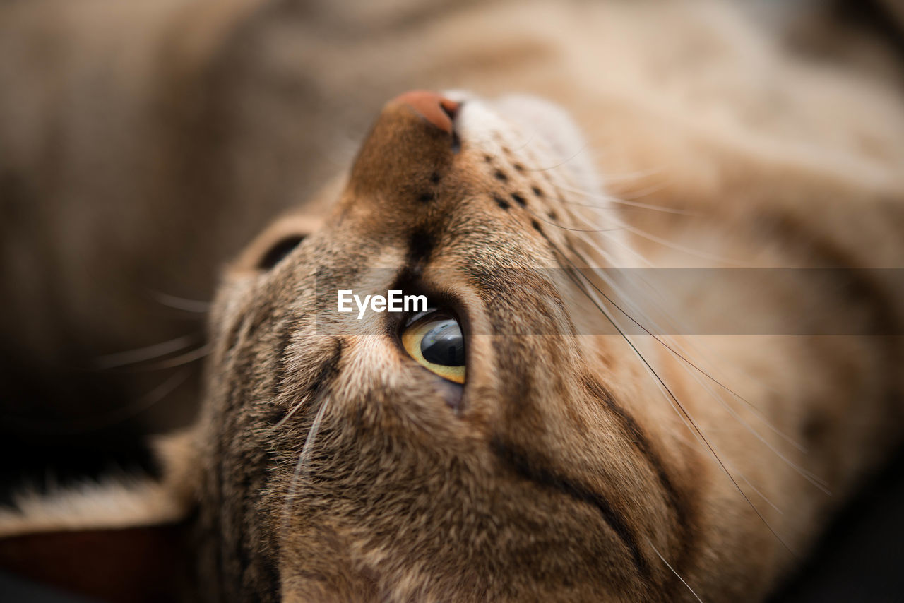 Close-up of tabby resting on carpet