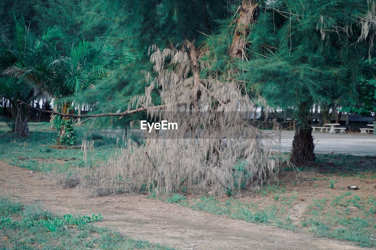 TREES GROWING ON FIELD