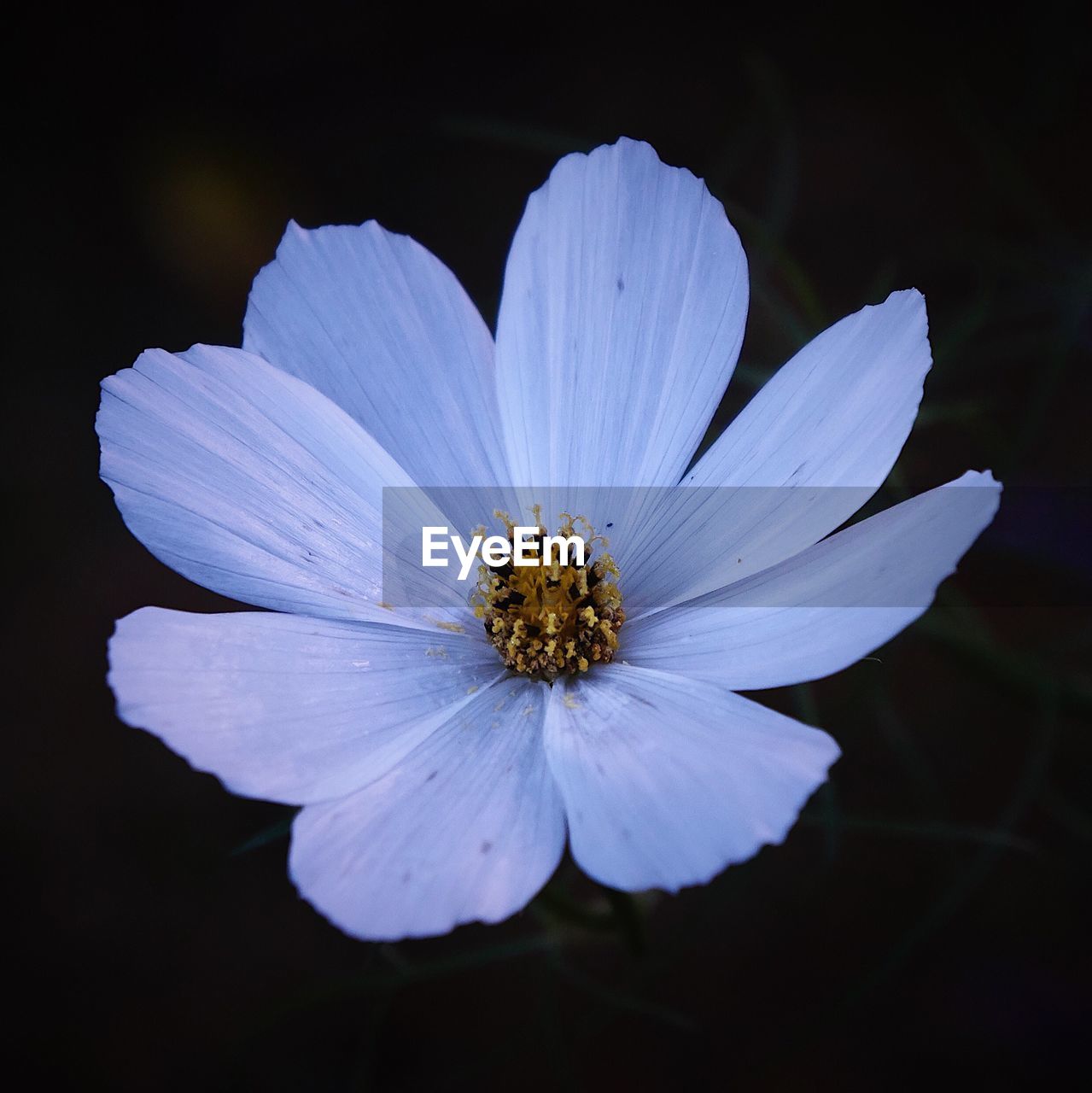 CLOSE-UP OF FLOWER BLOOMING OUTDOORS