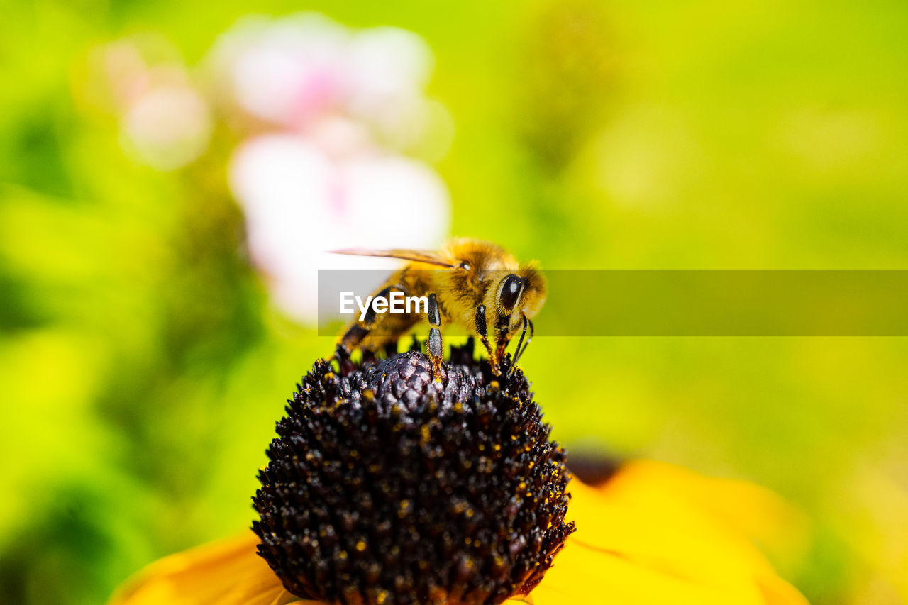 CLOSE-UP OF HONEY BEE POLLINATING FLOWER