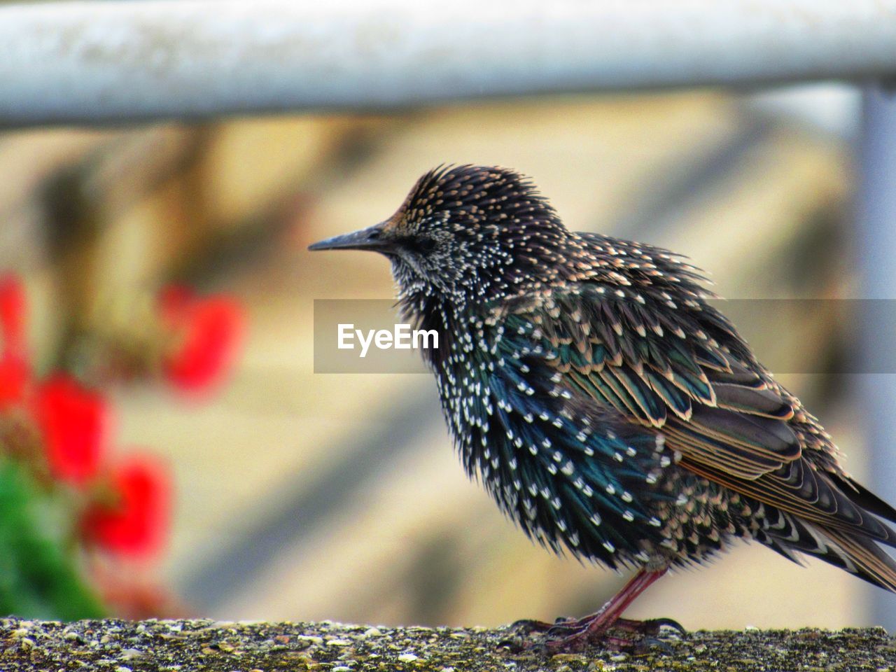 CLOSE-UP OF BIRD PERCHING ON STEM