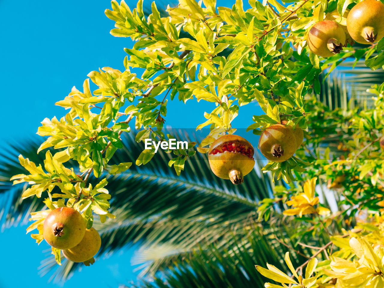 LOW ANGLE VIEW OF YELLOW FLOWERING PLANT