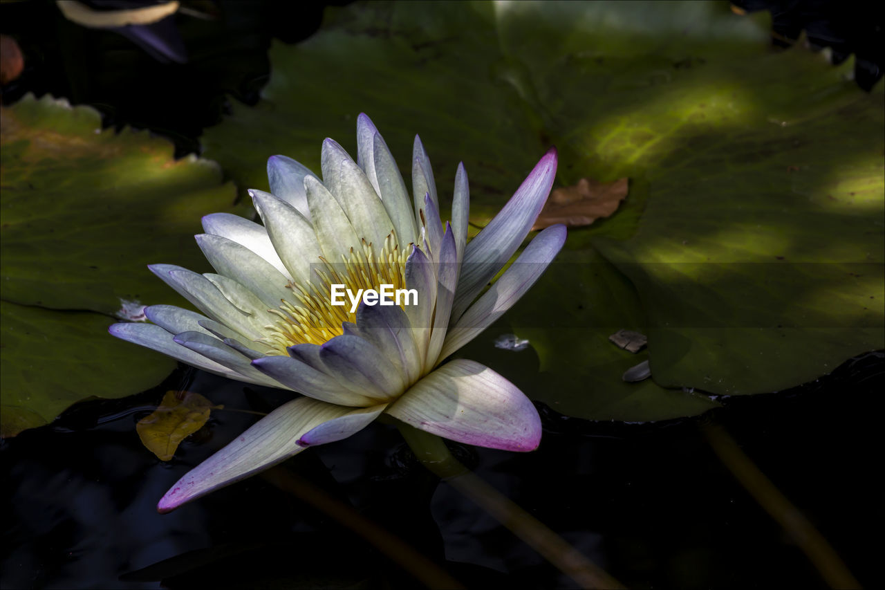 Close-up of water lily in lake