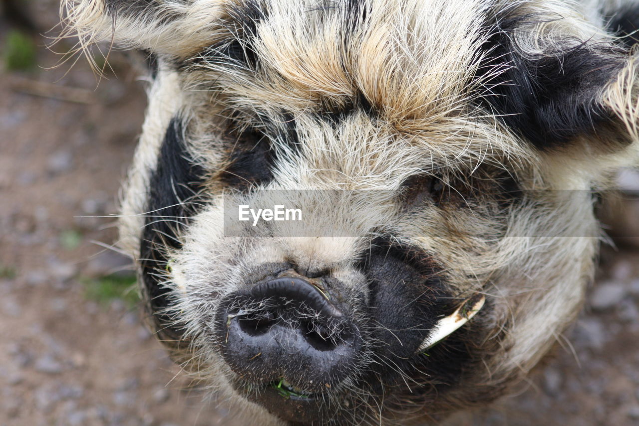 CLOSE-UP PORTRAIT OF AN ANIMAL HEAD