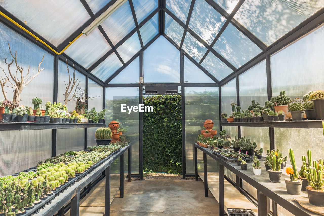 Potted plants in greenhouse