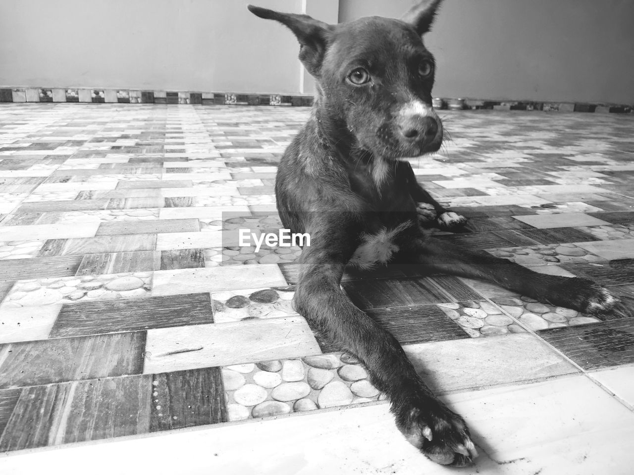 PORTRAIT OF DOG SITTING ON COBBLESTONE