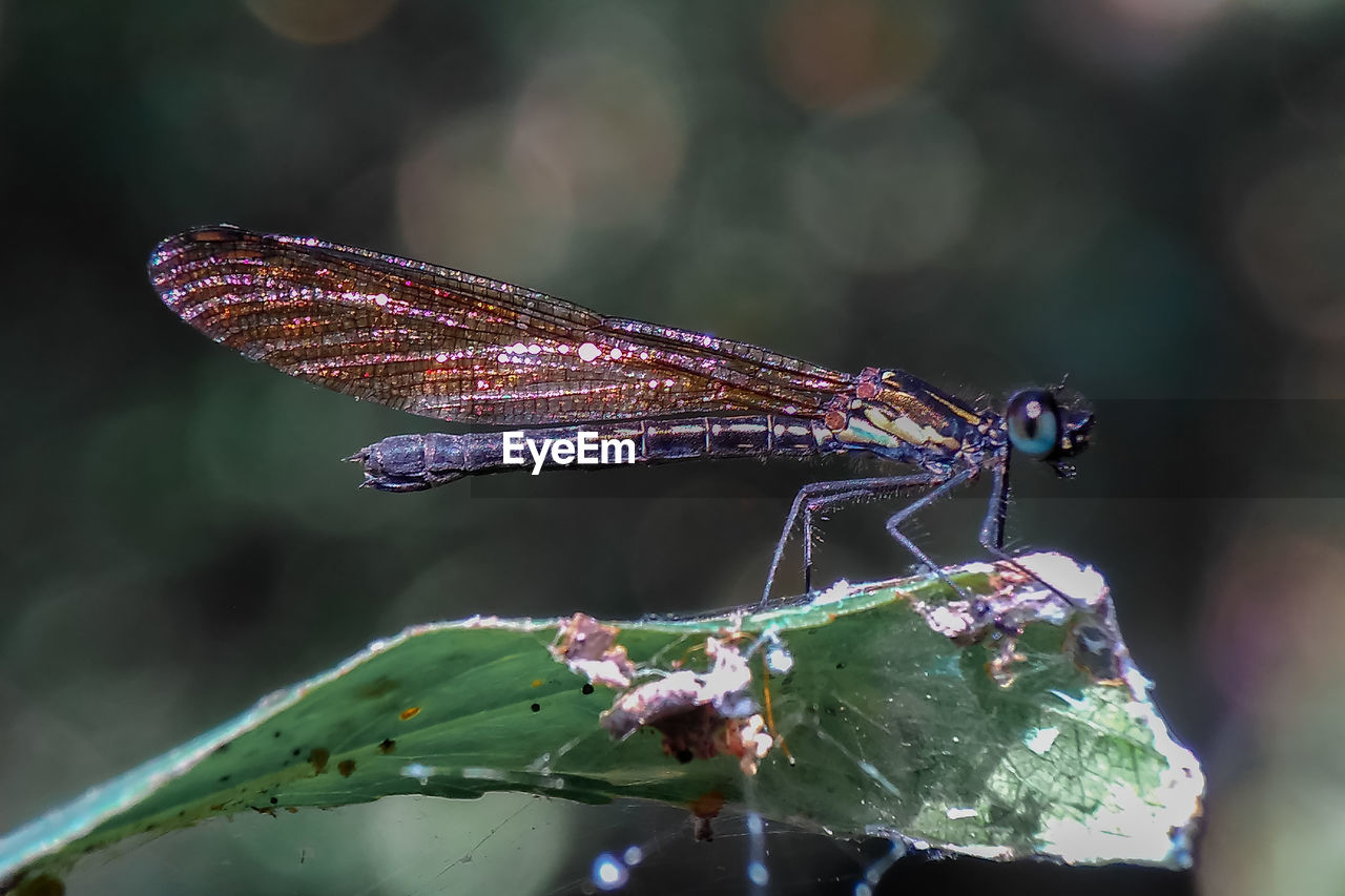 CLOSE-UP OF BUTTERFLY