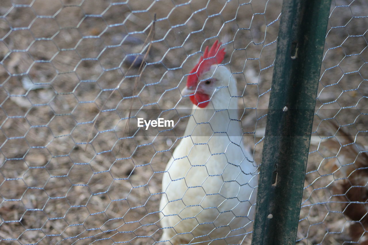 CLOSE-UP OF BIRD CAGE