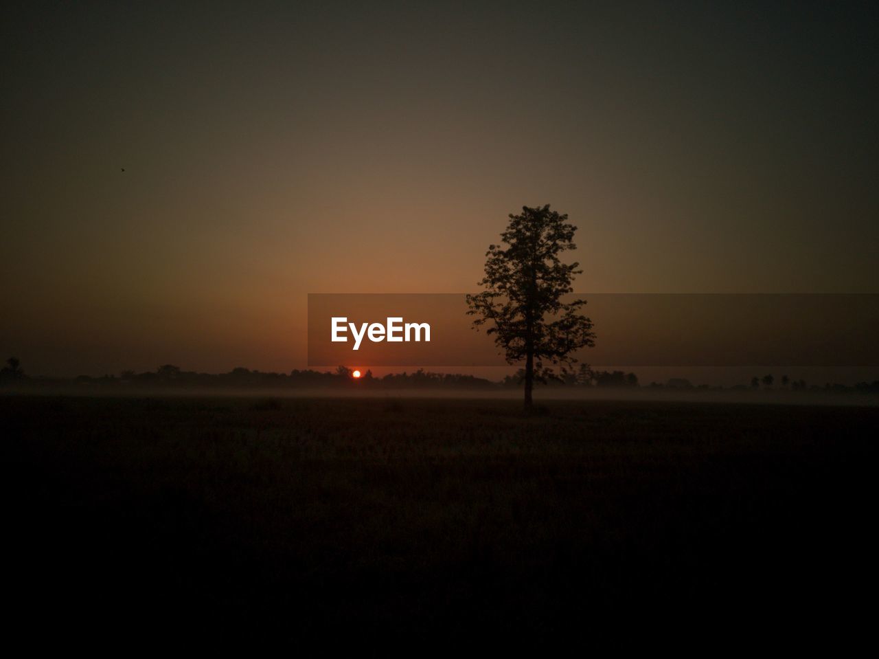 SILHOUETTE TREE ON FIELD AGAINST CLEAR SKY DURING SUNSET