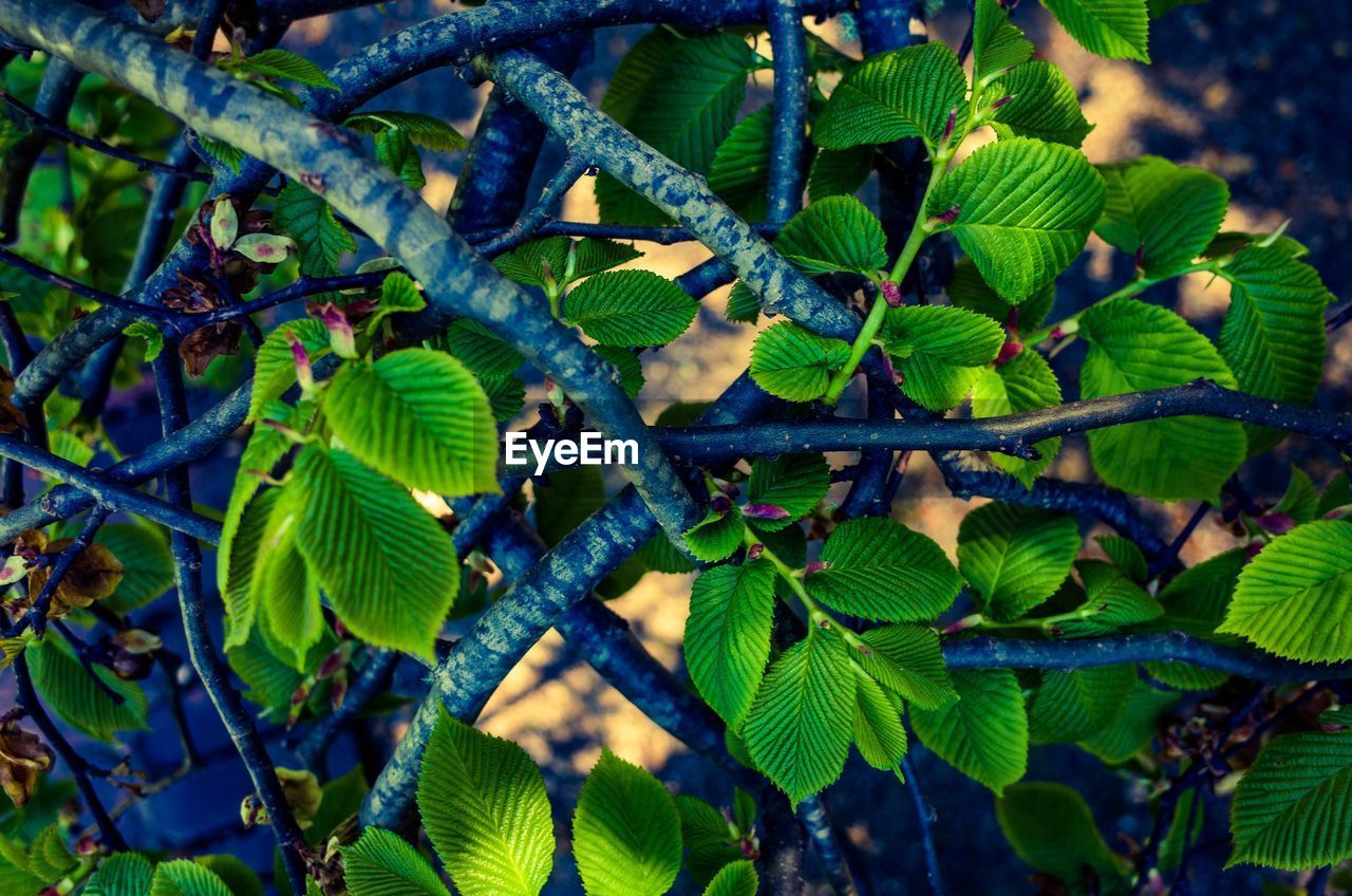 Close-up of tree leaves