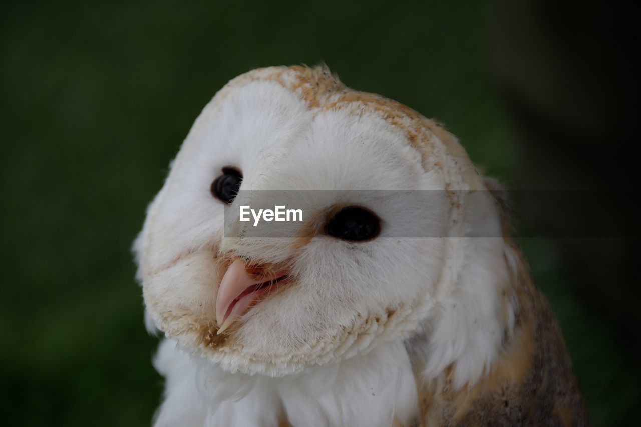 CLOSE-UP PORTRAIT OF WHITE OWL OUTDOORS