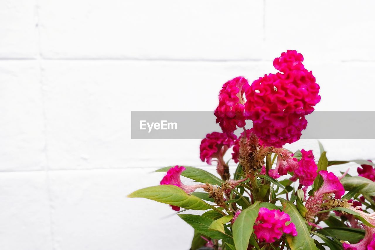 CLOSE-UP OF PINK FLOWERS BLOOMING AGAINST WHITE WALL
