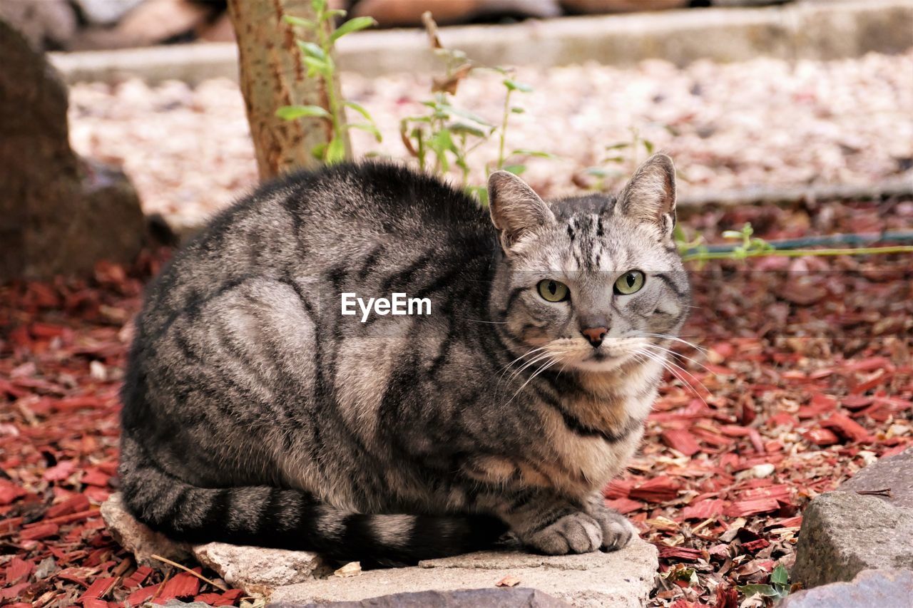 PORTRAIT OF TABBY SITTING CAT