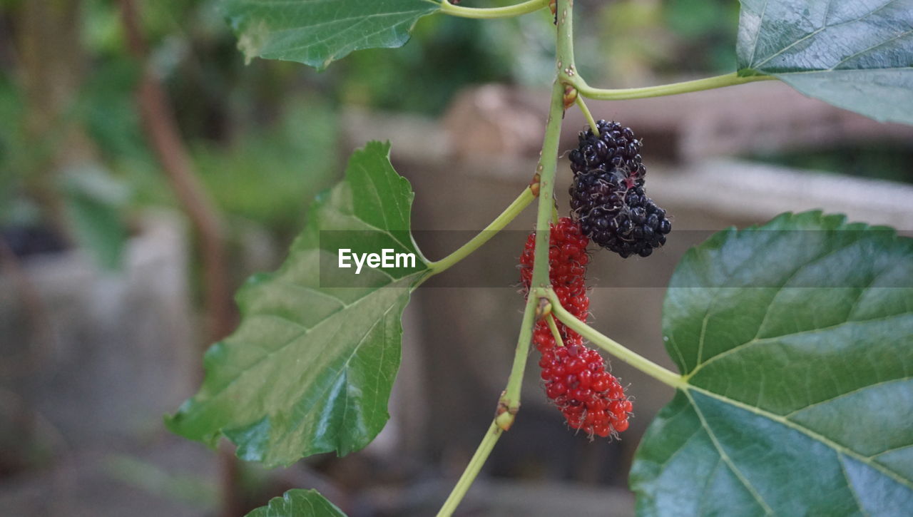 CLOSE-UP OF STRAWBERRIES GROWING ON PLANT