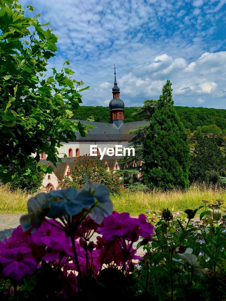 FLOWERING PLANT AGAINST BUILDING AND TREE AGAINST SKY