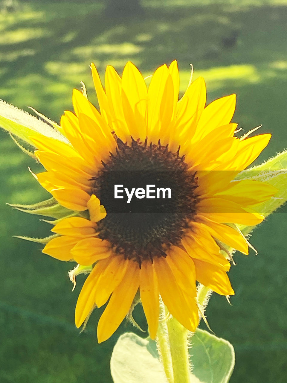 CLOSE-UP OF SUNFLOWER ON YELLOW FLOWER