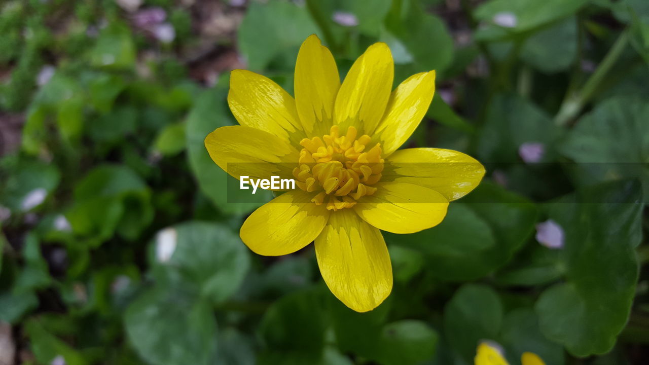 CLOSE-UP OF YELLOW FLOWER