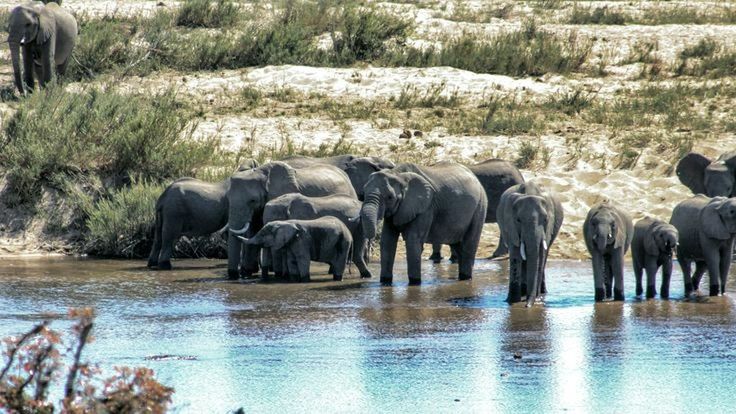 VIEW OF ELEPHANTS IN WATER