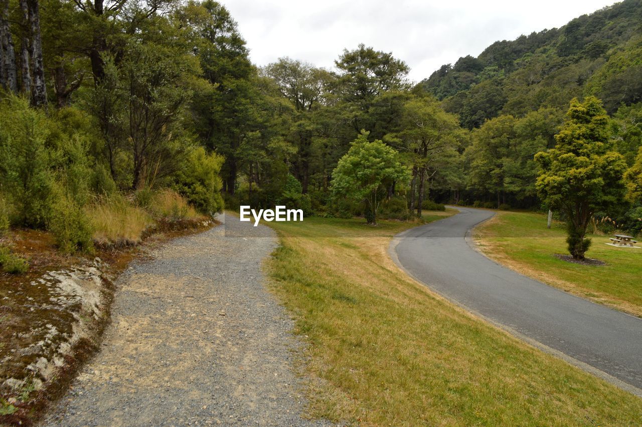 Road amidst trees and plants