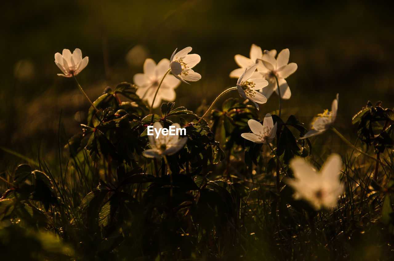 Close-up of flowers growing in field